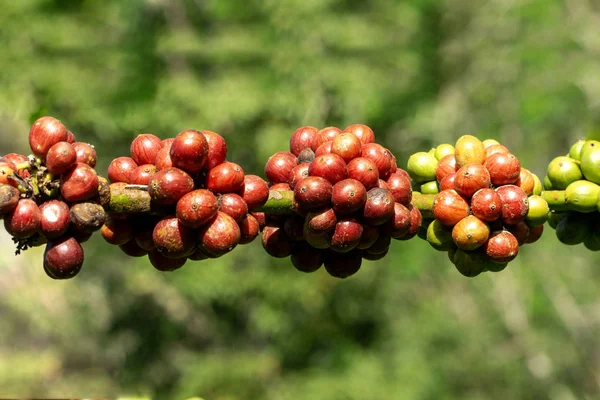 Chicchi di caffè rossi maturi freschi su ramo di un albero di caffè in una fattoria — Foto Stock