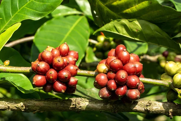 Bir çiftlikte bir kahve ağacının dalı taze olgun kırmızı kahve çekirdekleri Stok Fotoğraf