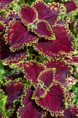 Plectranthus scutellarioides yaygın Coleus Blumei veya Solenostemon yaprakları ve çiçekleri olarak bilinen