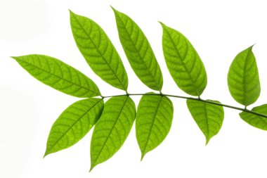 Kopya alanı ile beyaz arka plan üzerinde güzel yeşil ceviz yaprakları