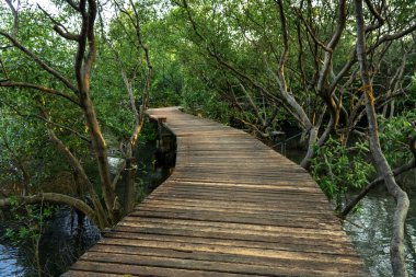 Mangrov ormanında sargılı ahşap yol veya tahta rıhtım, Doğal dolambaçlı yol