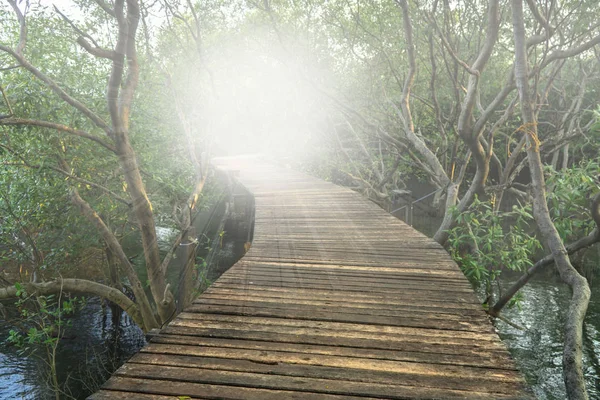 Caminho de madeira de enrolamento ou doca de prancha na floresta de mangue, estrada de enrolamento natural — Fotografia de Stock