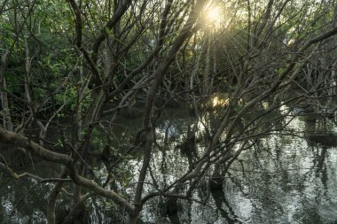 Kökleri ile Mangrov ormanı, yeşil yaprakları, su yansıması ve güneş ışığı