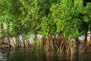 Kökleri ile Mangrov ormanı, yeşil yaprakları, su yansıması ve güneş ışığı