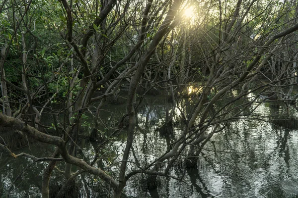 Мангровий ліс з коренями, зелене листя, відображення води та сонячне світло — стокове фото