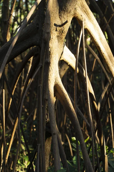Крупним планом мангрові корені красиві і загадкові — стокове фото