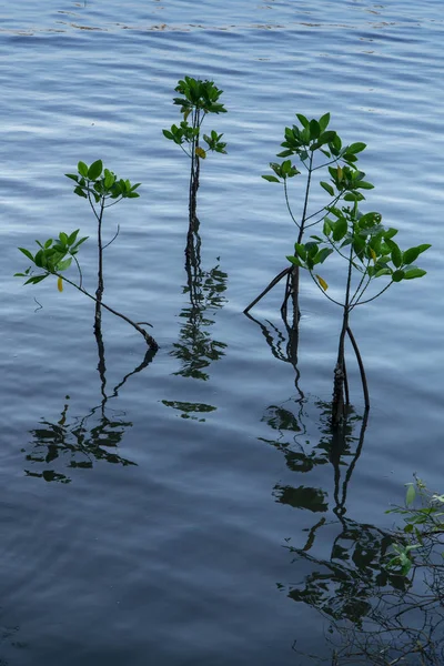 Розсада мангрових саджанців, що відкидають відображення у воді на денне світло — стокове фото