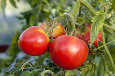 Teplice dalında domates