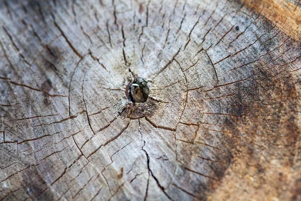 Derrubando Uma Árvore Autdoor — Fotografia de Stock