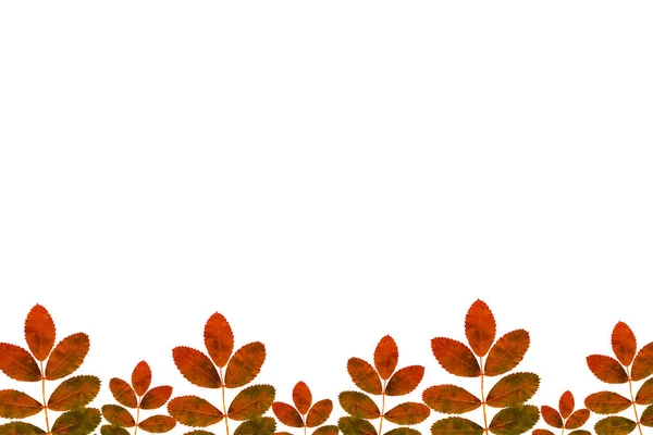 A simple foliage frame illustration. A simple and stylish way to add texture, freshness, color, fullness and earthy theme to all kinds of creative projects including wedding stationery, logos and branding, web design, blogs, packaging, Instagram and 