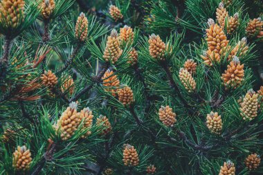 Deep green forestry background. Forest wallpaper. Trees wallpaper. Young green bumps on a pine branch close-up. The image is particularly perfect for bringing a dreamy and romantic visual for a blog post, wedding stationery, personal writing, inspira
