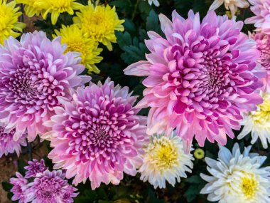 güzel pembe krizantem.