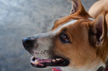 Şirin oturma gülümseyen Tay yerel köpek.