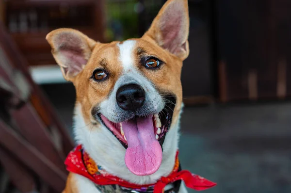 Cute Sitting Smiling Thai Local Dog — Stock Photo, Image