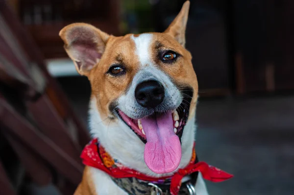 Милий Сидячи Усміхнений Тайський Місцевих Собак Ліцензійні Стокові Зображення