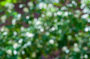 Bokeh arka plan için güneş ışığında Murraya beyaz çiçek ve yeşil yaprakları bulanıklık fotoğraf.