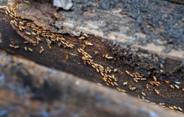Termites is marching on old wood. Termite problem  is wood eating. clipart