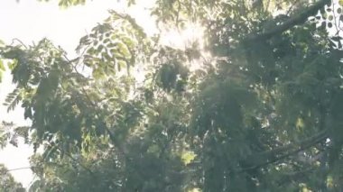 Gün ışığı parlıyor ve ağaç öğleyin ayrılıyor.