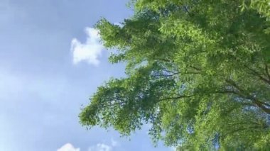 Ağaç yaprakları ve mavi gökyüzü öğle vakti