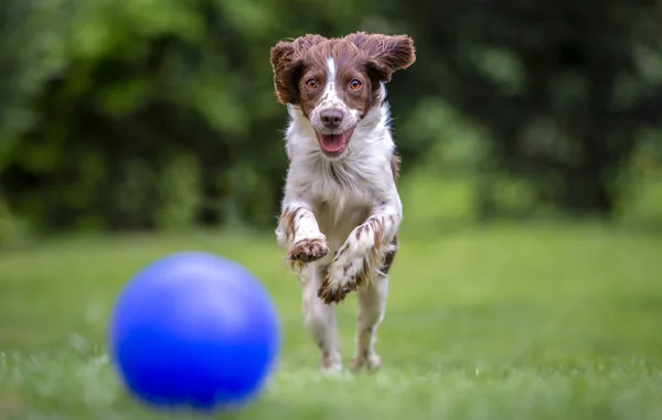 Young Springer Spaniel having fun chasing a blue ball across the lawn.