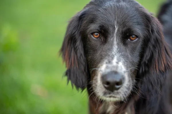 Retrato Uma Mistura Setter Inglês Preto Com Focinho Branco Olhando — Fotografia de Stock