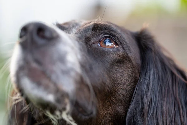 Close up portrait of a black and white brittany spaniel looking up with a shallow depth of field and focus on one eye.