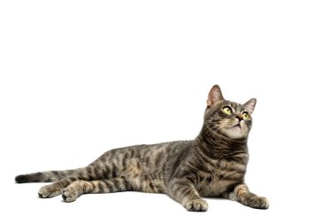 Beyaz arka planda güzel gri çizgili kedi