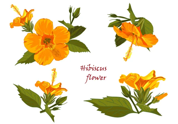 白い背景に分離された現実的な手描きスタイルの黄色のハイビスカスの花のセットです ベクトル図 — ストックベクタ