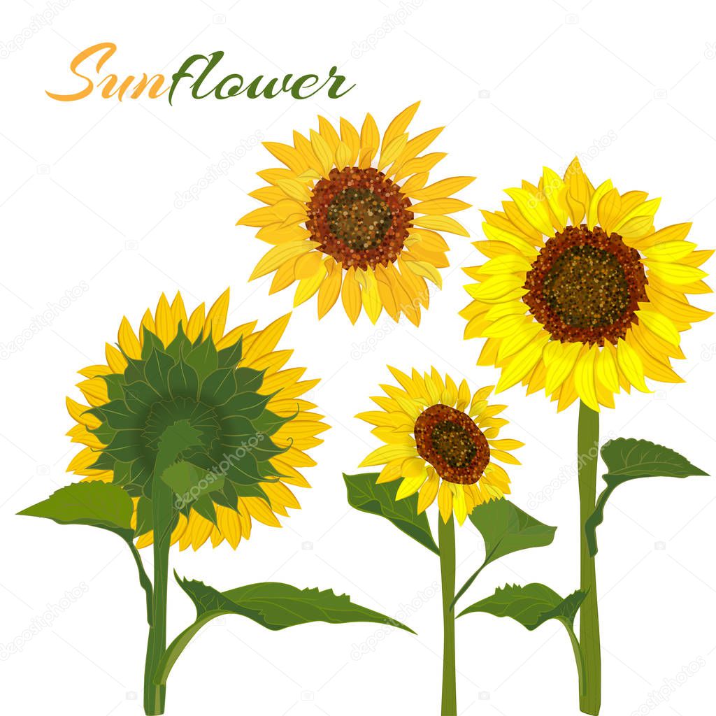 Beautiful botanical art illustration with set sunflower isolated on white background for print decorative design, wedding invitation card. Colorful summer sketch, watercolor style. Vector