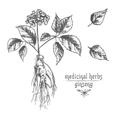 Ginseng kök, çiçek ve meyveleri beyaz arka plan üzerinde çiçek otlar koleksiyonu izole gerçekçi botanik mürekkep kroki. Geleneksel Çin tıbbı bitki. Vintage rustik vektör çizim.