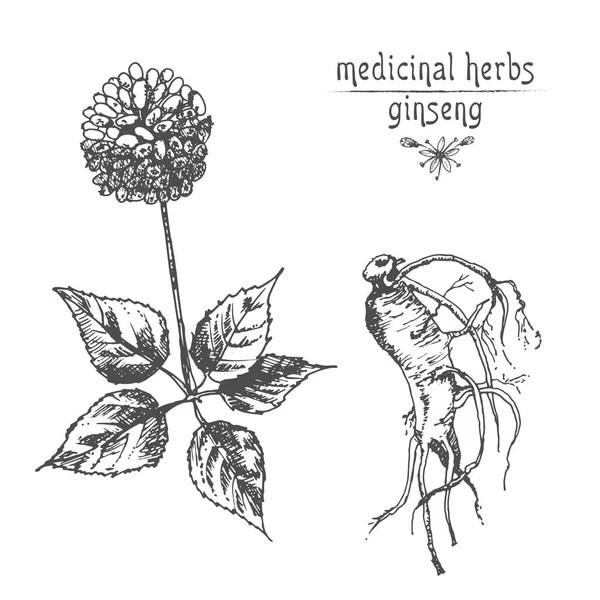 Realistische Botanische Ink Schets Van Ginseng Wortel Bloemen Bessen Geïsoleerd — Stockvector
