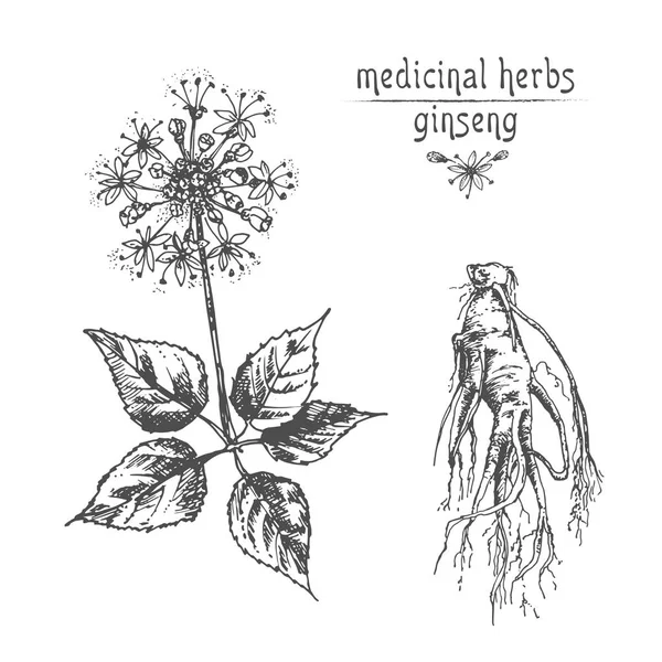 Realistische Botanische Ink Schets Van Ginseng Wortel Bloemen Bessen Geïsoleerd — Stockvector