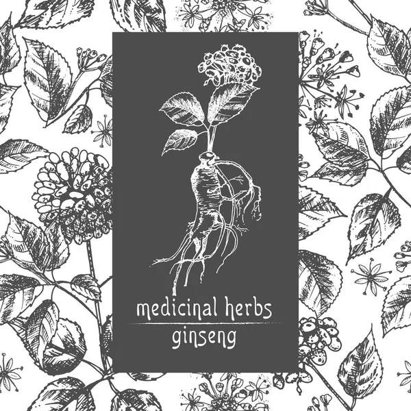 Ginseng kök, çiçek ve meyveleri beyaz zemin üzerine çiçek otlar koleksiyonu Çin tıbbı tesisi kart projesi Vintage rustik vektör Illustration izole gerçekçi botanik mürekkep kroki.
