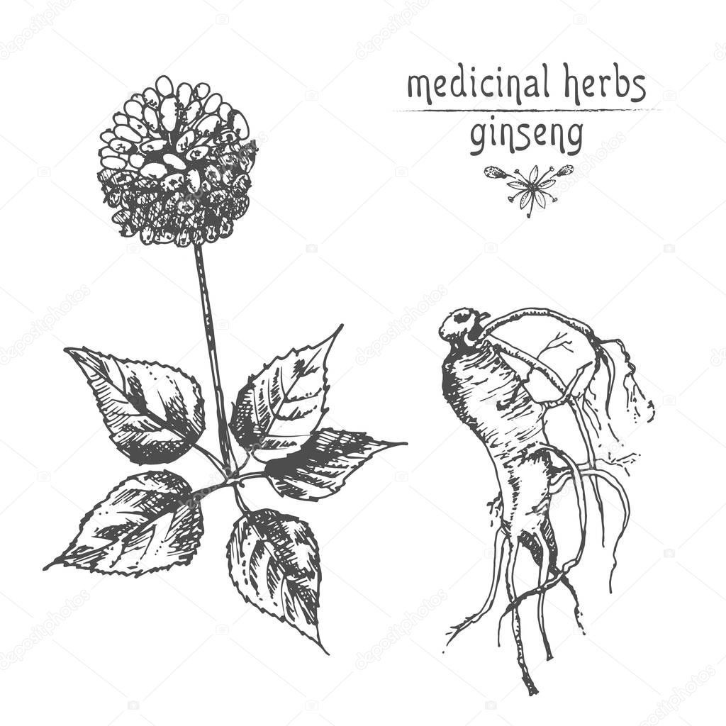 Realistic Botanical ink sketch of ginseng root, flowers and berries isolated on white background, floral herbs collection. Traditional chinese medicine plant. Vintage rustic vector illustration.