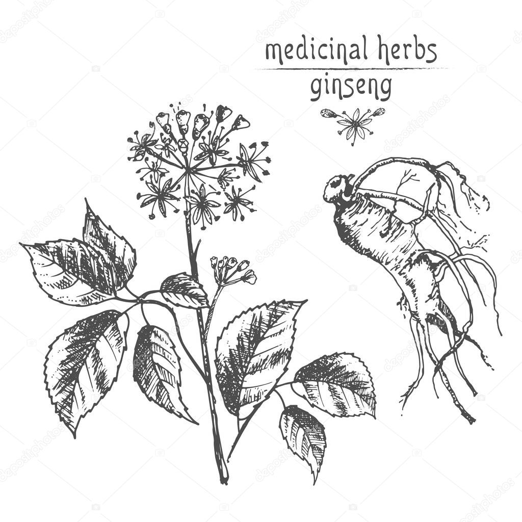 Realistic Botanical ink sketch of ginseng root, flowers and berries isolated on white background, floral herbs collection. Traditional chinese medicine plant. Vintage rustic vector illustration.