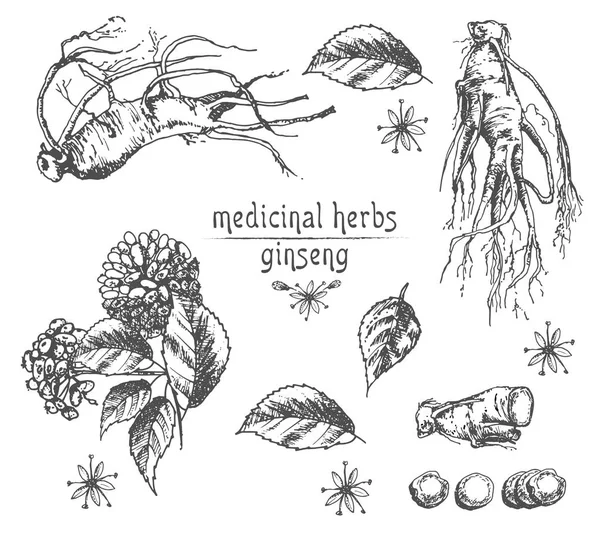 Ginseng kök, çiçek ve meyveleri beyaz arka plan üzerinde çiçek otlar koleksiyonu izole gerçekçi botanik mürekkep kroki. Geleneksel Çin tıbbı bitki. Vintage rustik vektör çizim.