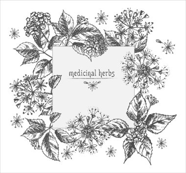 Ginseng kök, çiçek ve meyveleri beyaz zemin üzerine çiçek otlar koleksiyonu Çin tıbbı tesisi kart projesi Vintage rustik vektör Illustration izole gerçekçi botanik mürekkep kroki.