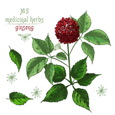 Ginseng kök, çiçek ve meyveleri beyaz arka plan üzerinde çiçek otlar koleksiyonu izole gerçekçi botanik Renk eskiz. Geleneksel Çin tıbbı bitki. Vintage rustik vektör çizim.