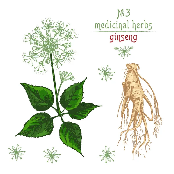 Reális Botanikus Színes Vázlat Ginseng Gyökér Virágok Bogyók Elszigetelt Fehér — Stock Vector