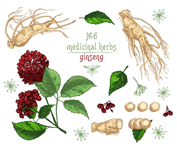 Realistische Botanische Kleur Schets Van Ginseng Wortel Bloemen Bessen Geïsoleerd — Stockvector