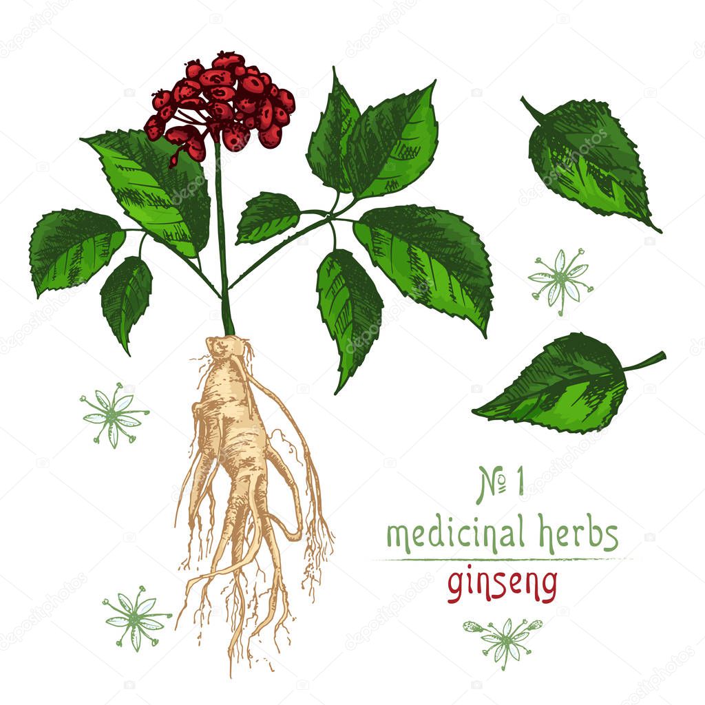 Realistic Botanical color sketch of ginseng root, flowers and berries isolated on white background, floral herbs collection. Traditional korean medicine plant. Vintage rustic vector illustration.