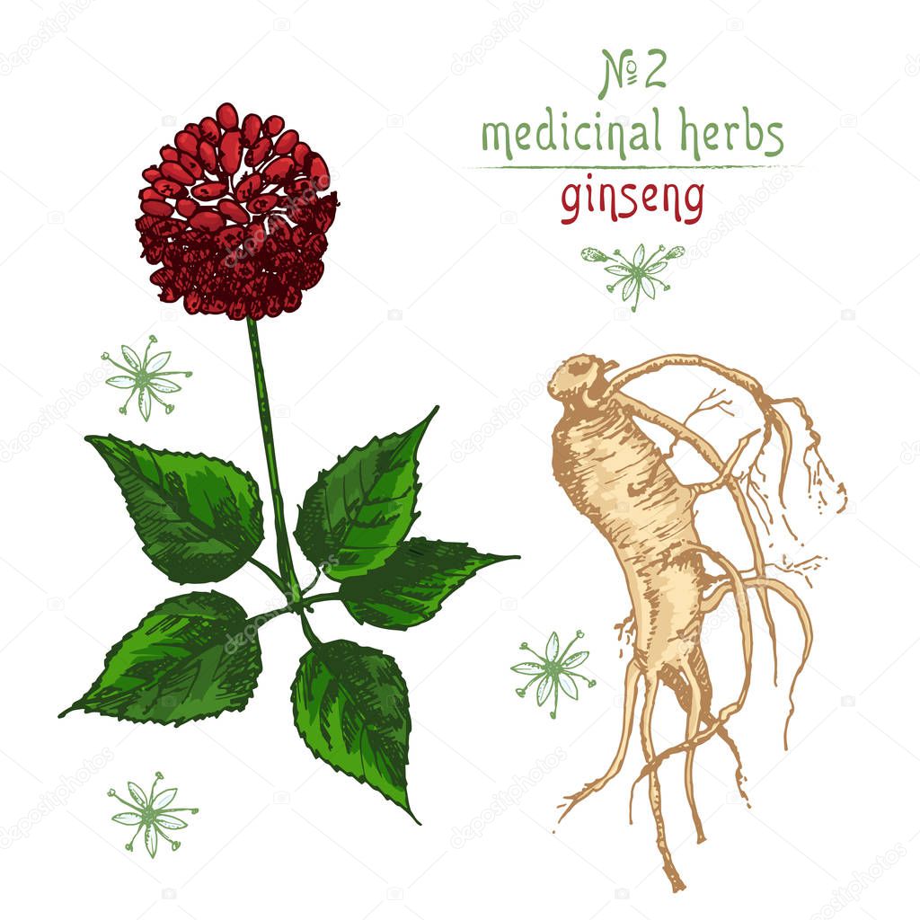 Realistic Botanical color sketch of ginseng root, flowers and berries isolated on white background, floral herbs collection. Traditional chinese medicine plant. Vintage rustic vector illustration.