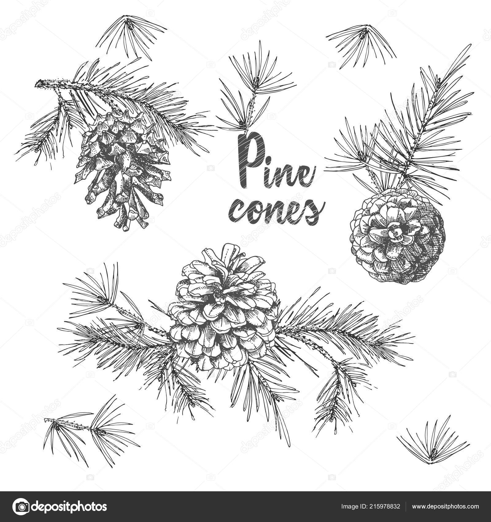 Realistic Tree Sketch Realistic Botanical Ink Sketch Fir