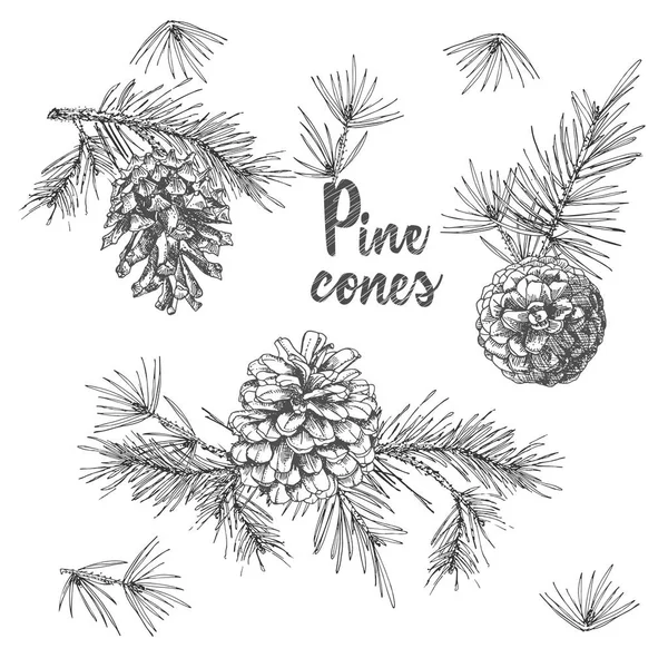 Croquis Encre Botanique Réaliste Branches Sapin Avec Cône Pin Sur — Image vectorielle