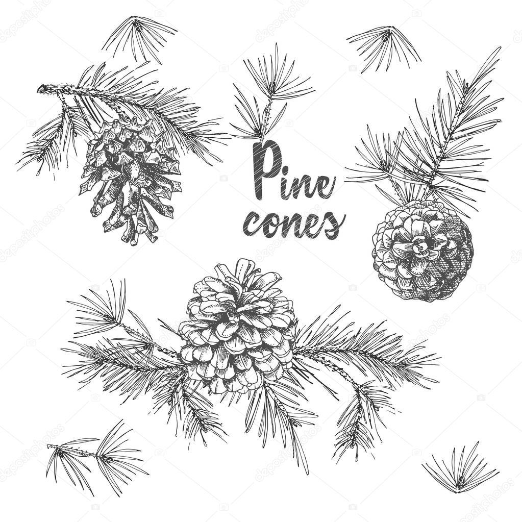 Realistic Botanical ink sketch of fir tree branches with pine cone on white background. Good idea for templates invitations, greeting cards. Vector illustrations