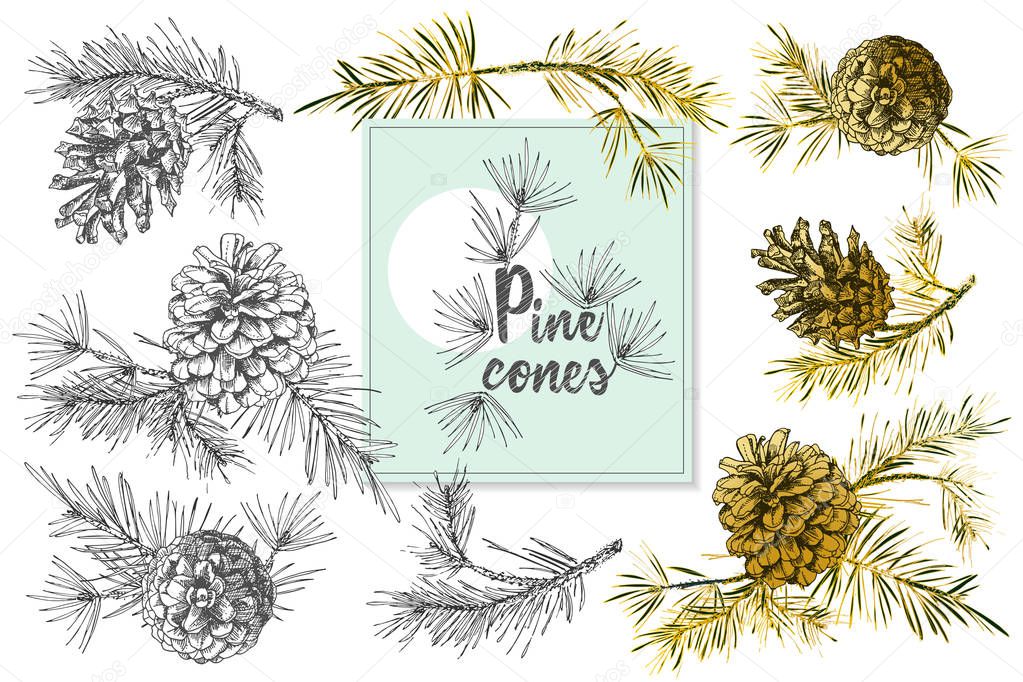Set Realistic Botanical ink sketch of fir tree branches with pine cone in golden, black and white colors on white background. Good idea for templates invitations, greeting cards. Vector illustrations