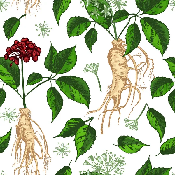 現実的なボタニカル インク スケッチ シームレスな色パターン高麗人参根 果実の白 ハーブ コレクションで隔離 伝統的な中国医学の植物 ビンテージの素朴なベクトル図 — ストックベクタ