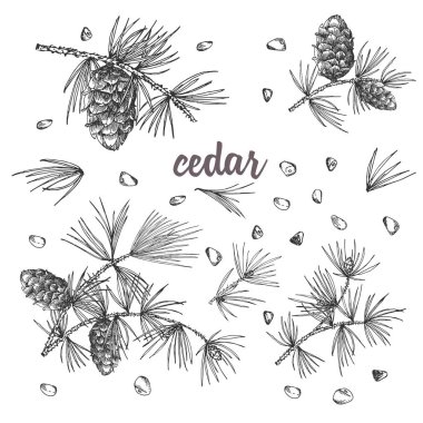 Sedir dalları ile pinecones taslağını set mürekkep beyaz arka planda vintage neşeli Noel kartı, yılbaşı kozalaklı ağaç desen ya da kimse için iyi bir fikir dekoratif izole. Vektör çizim