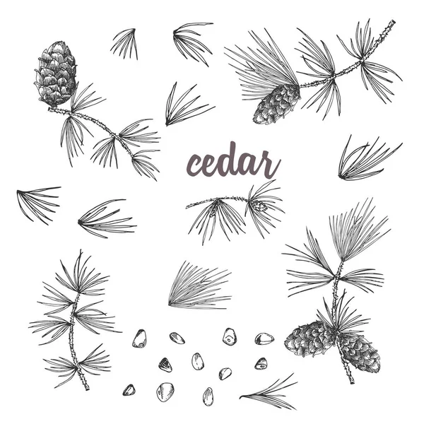 Set Croquis Encre Branches Cèdre Avec Des Pommes Pin Isolées — Image vectorielle