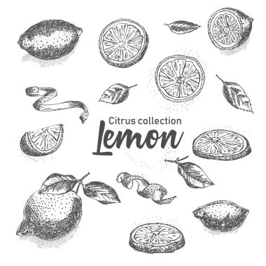 Siyah ve beyaz dizi el tropikal Narenciye meyve çizilmiş. Limon. Mürekkep kroki tarzı. Şablonları menü, yemek tarifleri, tebrik kartları için iyi fikir. Vektör çizim